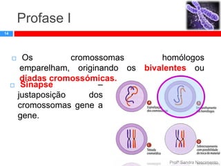 Profase I
14





Os
cromossomas
homólogos
emparelham, originando os bivalentes ou
díadas cromossómicas.
Sinapse
–
justaposição
dos
cromossomas gene a
gene.

Profª Sandra Nascimento

 