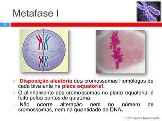 Metafase I
18







Disposição aleatória dos cromossomas homólogos de
cada bivalente na placa equatorial.
O alinhamento dos cromossomas no plano equatorial é
feito pelos pontos de quiasma.
Não ocorre alteração nem no número de
cromossomas, nem na quantidade de DNA.
Profª Sandra Nascimento

 