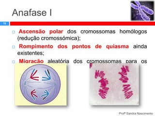 Anafase I
19







Ascensão polar dos cromossomas homólogos
(redução cromossómica);
Rompimento dos pontos de quiasma ainda
existentes;
Migração aleatória dos cromossomas para os
pólos.

Profª Sandra Nascimento

 