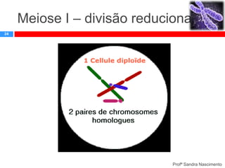 Meiose I – divisão reducional
24

Profª Sandra Nascimento

 