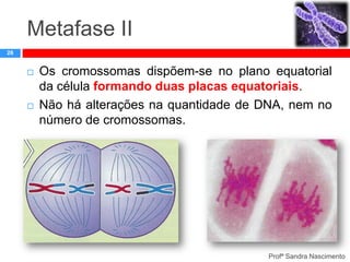 Metafase II
26





Os cromossomas dispõem-se no plano equatorial
da célula formando duas placas equatoriais.
Não há alterações na quantidade de DNA, nem no
número de cromossomas.

Profª Sandra Nascimento

 