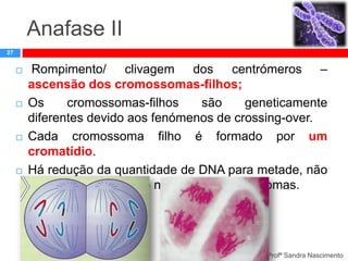 Anafase II
27









Rompimento/ clivagem dos centrómeros –
ascensão dos cromossomas-filhos;
Os
cromossomas-filhos
são
geneticamente
diferentes devido aos fenómenos de crossing-over.
Cada cromossoma filho é formado por um
cromatídio.
Há redução da quantidade de DNA para metade, não
existindo alteração no número de cromossomas.

Profª Sandra Nascimento

 