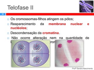 Telofase II
28







Os cromossomas-filhos atingem os pólos;
Reaparecimento da membrana nuclear e
nucléolos;
Descondensação da cromatina.
Não ocorre alteração nem na quantidade de
DNA, nem no número de cromossomas.

Profª Sandra Nascimento

 