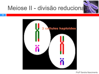 Meiose II - divisão reducional
30

Profª Sandra Nascimento

 