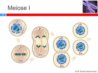 Meiose I
32

Profª Sandra Nascimento

 