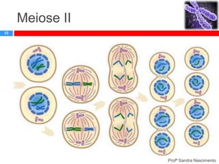 Meiose II
33

Profª Sandra Nascimento

 