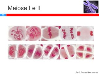 Meiose I e II
34

Profª Sandra Nascimento

 
