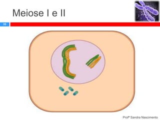 Meiose I e II
35

Profª Sandra Nascimento

 