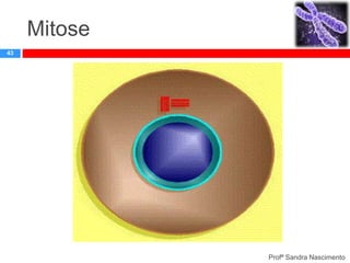 Mitose
43

Profª Sandra Nascimento

 