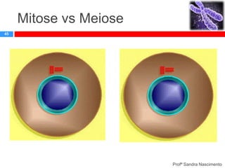 Mitose vs Meiose
45

Profª Sandra Nascimento

 