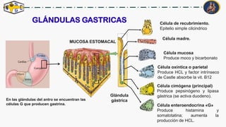 IV_-_O1-_SISTEMA_DIGESTIVO.4to de secundaria | PDF