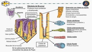 IV_-_O1-_SISTEMA_DIGESTIVO.4to de secundaria | PDF