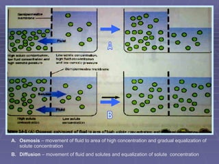 Osmosis  – movement of fluid to area of high concentration and gradual equalization of solute concentration Diffusion  – movement of fluid and solutes and equalization of solute  concentration A B 