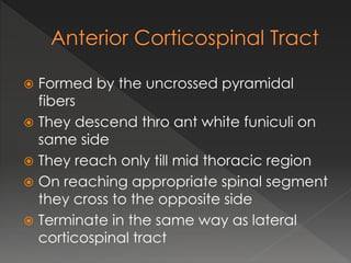  Formed by the uncrossed pyramidal
fibers
 They descend thro ant white funiculi on
same side
 They reach only till mid thoracic region
 On reaching appropriate spinal segment
they cross to the opposite side
 Terminate in the same way as lateral
corticospinal tract
 