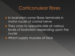  In brainstem some fibres terminate in
motor nuclei of cranial nerve
 They cross to opposite side at various
levels of brainstem depending upon the
nuclei
 Which supply muscles of face
 