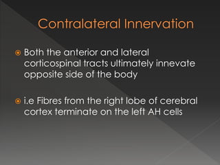  Both the anterior and lateral
corticospinal tracts ultimately innevate
opposite side of the body
 i.e Fibres from the right lobe of cerebral
cortex terminate on the left AH cells
 