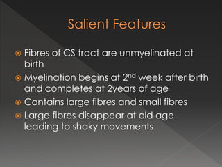  Fibres of CS tract are unmyelinated at
birth
 Myelination begins at 2nd week after birth
and completes at 2years of age
 Contains large fibres and small fibres
 Large fibres disappear at old age
leading to shaky movements
 