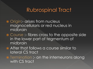  Origin:- arises from nucleus
magnocellularis or red nucleus in
midbrain
 Course :- fibres cross to the opposite side
in the lower part of tegmentum of
midbrain
 After that follows a course similar to
lateral CS tract
 Termination :- on the interneurons along
with CS tract
 
