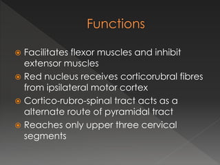  Facilitates flexor muscles and inhibit
extensor muscles
 Red nucleus receives corticorubral fibres
from ipsilateral motor cortex
 Cortico-rubro-spinal tract acts as a
alternate route of pyramidal tract
 Reaches only upper three cervical
segments
 