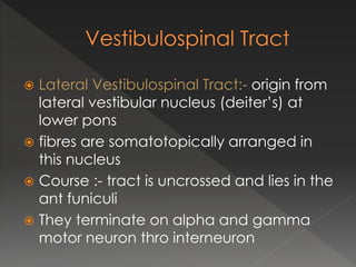  Lateral Vestibulospinal Tract:- origin from
lateral vestibular nucleus (deiter’s) at
lower pons
 fibres are somatotopically arranged in
this nucleus
 Course :- tract is uncrossed and lies in the
ant funiculi
 They terminate on alpha and gamma
motor neuron thro interneuron
 