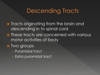  Tracts originating from the brain and
descending in to spinal cord
 These tracts are concerned with various
motor activities of body
 Two groups
› Pyramidal tract
› Extra pyramidal tract
 