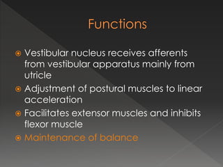 Vestibular nucleus receives afferents
from vestibular apparatus mainly from
utricle
 Adjustment of postural muscles to linear
acceleration
 Facilitates extensor muscles and inhibits
flexor muscle
 Maintenance of balance
 