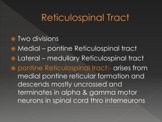  Two divisions
 Medial – pontine Reticulospinal tract
 Lateral – medullary Reticulospinal tract
 pontine Reticulospinal tract:- arises from
medial pontine reticular formation and
descends mostly uncrossed and
terminates in alpha & gamma motor
neurons in spinal cord thro interneurons
 