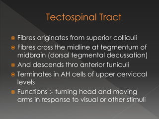  Fibres originates from superior colliculi
 Fibres cross the midline at tegmentum of
midbrain (dorsal tegmental decussation)
 And descends thro anterior funiculi
 Terminates in AH cells of upper cerviccal
levels
 Functions :- turning head and moving
arms in response to visual or other stimuli
 