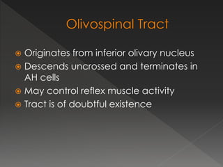  Originates from inferior olivary nucleus
 Descends uncrossed and terminates in
AH cells
 May control reflex muscle activity
 Tract is of doubtful existence
 
