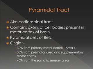  Aka corticospinal tract
 Contains axons of cell bodies present in
motor cortex of brain.
 Pyramidal cells of Betz
 Origin :-
 30% from primary motor cortex (Area 4)
 30% from premotor area and supplementary
motor cortex
 40% from the somatic sensory area
 