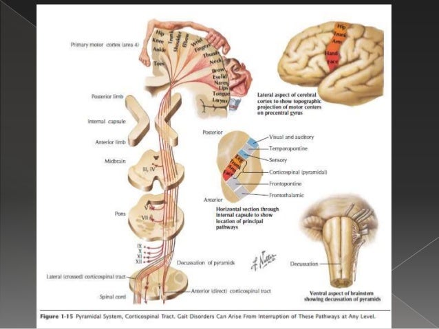 pyramidal tract and extra pyramidal tracts
