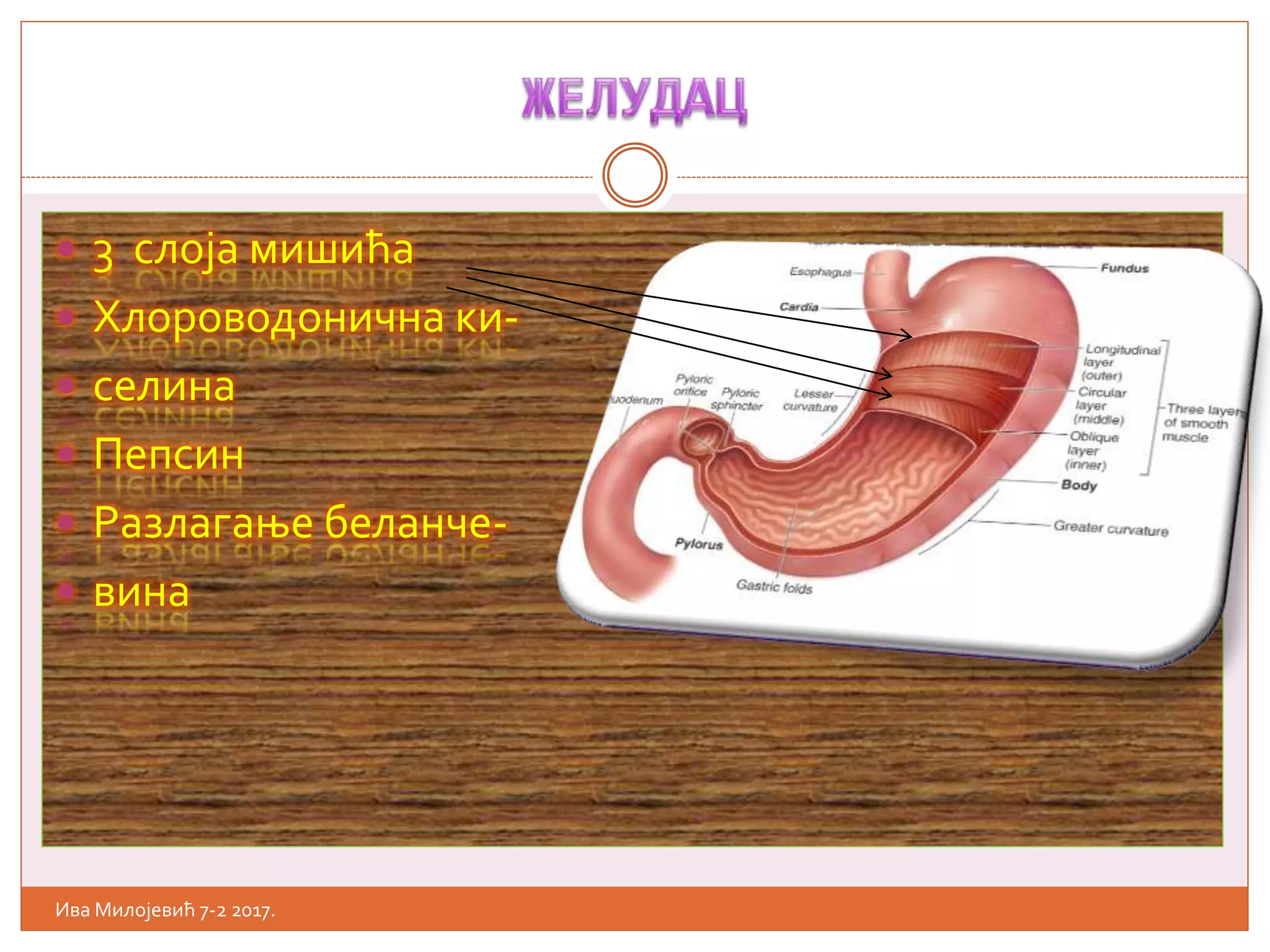  3 слоја мишића
 Хлороводонична ки-
 селина
 Пепсин
 Разлагање беланче-
 вина
Ива Милојевић 7-2 2017.
 