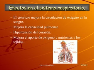 El ejercicio mejora la circulación de oxígeno en la sangre. Mejora la capacidad pulmonar. Hipertensión del corazón. Mejora el aporte de oxígeno y nutrientes a los tejidos.   Efectos en el sistema respiratorio. Volver 