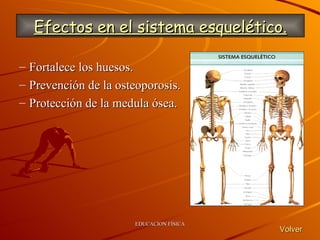 Fortalece los huesos. Prevención de la osteoporosis. Protección de la medula ósea. Efectos en el sistema esquelético. Volver 
