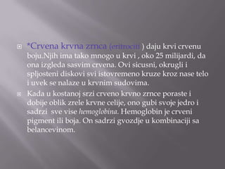 



*Crvena krvna zrnca (eritrociti ) daju krvi crvenu

boju.Njih ima tako mnogo u krvi , oko 25 milijardi, da
ona izgleda sasvim crvena. Ovi sicusni, okrugli i
spljosteni diskovi svi istovremeno kruze kroz nase telo
i uvek se nalaze u krvnim sudovima.
Kada u kostanoj srzi crveno krvno zrnce poraste i
dobije oblik zrele krvne celije, ono gubi svoje jedro i
sadrzi sve vise hemoglobina. Hemoglobin je crveni
pigment ili boja. On sadrzi gvozdje u kombinaciji sa
belancevinom.

 