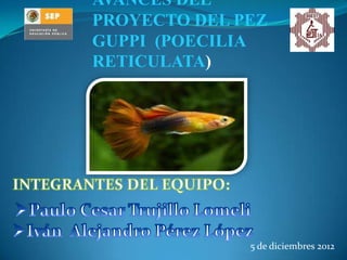 AVANCES DEL
PROYECTO DEL PEZ
GUPPI (POECILIA
RETICULATA)
5 de diciembres 2012
 