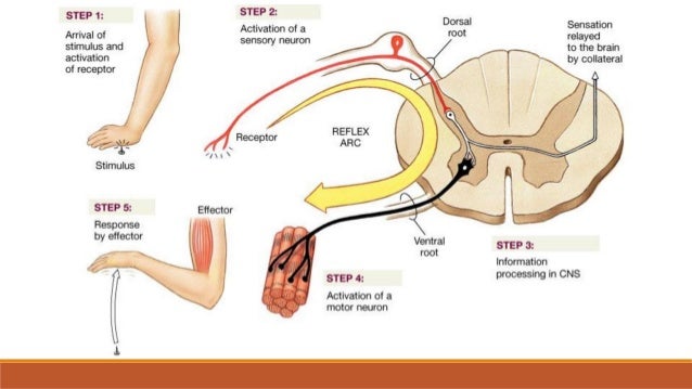 Simpatikus i parasimpatikus ppt simpatikus i parasimpatikus ppt