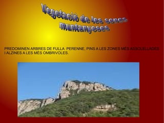 PREDOMINEN ARBRES DE FULLA  PERENNE, PINS A LES ZONES MÉS ASSOLELLADES I ALZINES A LES MÈS OMBRIVOLES. Vegetació de les sones muntanyoses 