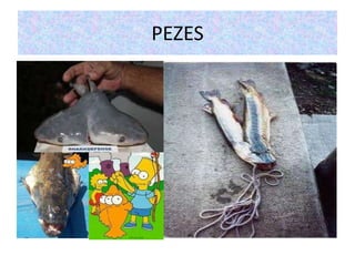 PEZES
 