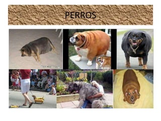 PERROS
 