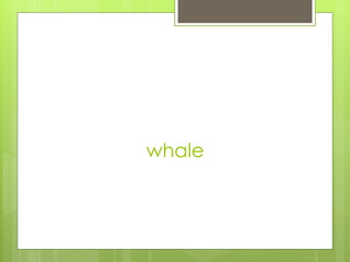 whale
 