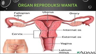 18 18
ORGAN REPRODUKSI WANITA
 