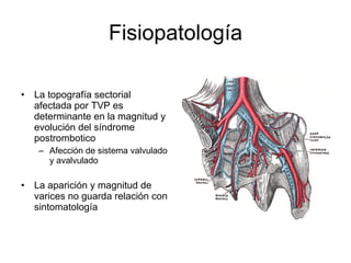 Fisiopatología La topografía sectorial afectada por TVP es determinante en la magnitud y evolución del síndrome postrombotico Afección de sistema valvulado y avalvulado La aparición y magnitud de varices no guarda relación con sintomatología 