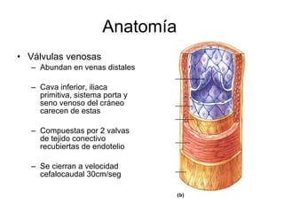 Anatomía  Válvulas venosas Abundan en venas distales Cava inferior, iliaca primitiva, sistema porta y seno venoso del cráneo carecen de estas Compuestas por 2 valvas de tejido conectivo recubiertas de endotelio Se cierran a velocidad cefalocaudal 30cm/seg 