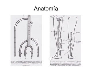 Anatomía 