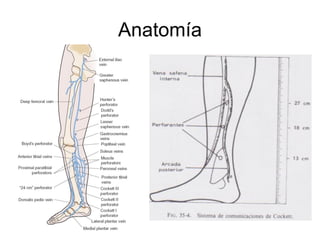 Anatomía 