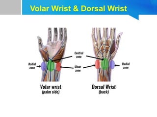 Volar Wrist & Dorsal Wrist
 