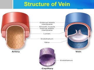 Structure of Vein
 