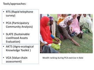 Tools/approaches: 
• RTS (Rapid telephone 
survey) 
• PCA (Participatory 
Community Analysis) 
• SLATE (Sustainable 
Livelihood Assets 
Evaluation) 
• AKT5 (Agro-ecological 
Knowledge Toolkit ) 
• VCA (Value chain 
assessment) 
Wealth ranking during PCA exercise in Bale 
 