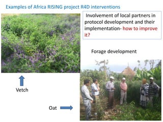 Examples of Africa RISING project R4D interventions 
Forage development 
Vetch 
Oat 
Involvement of local partners in 
protocol development and their 
implementation- how to improve 
it? 
 